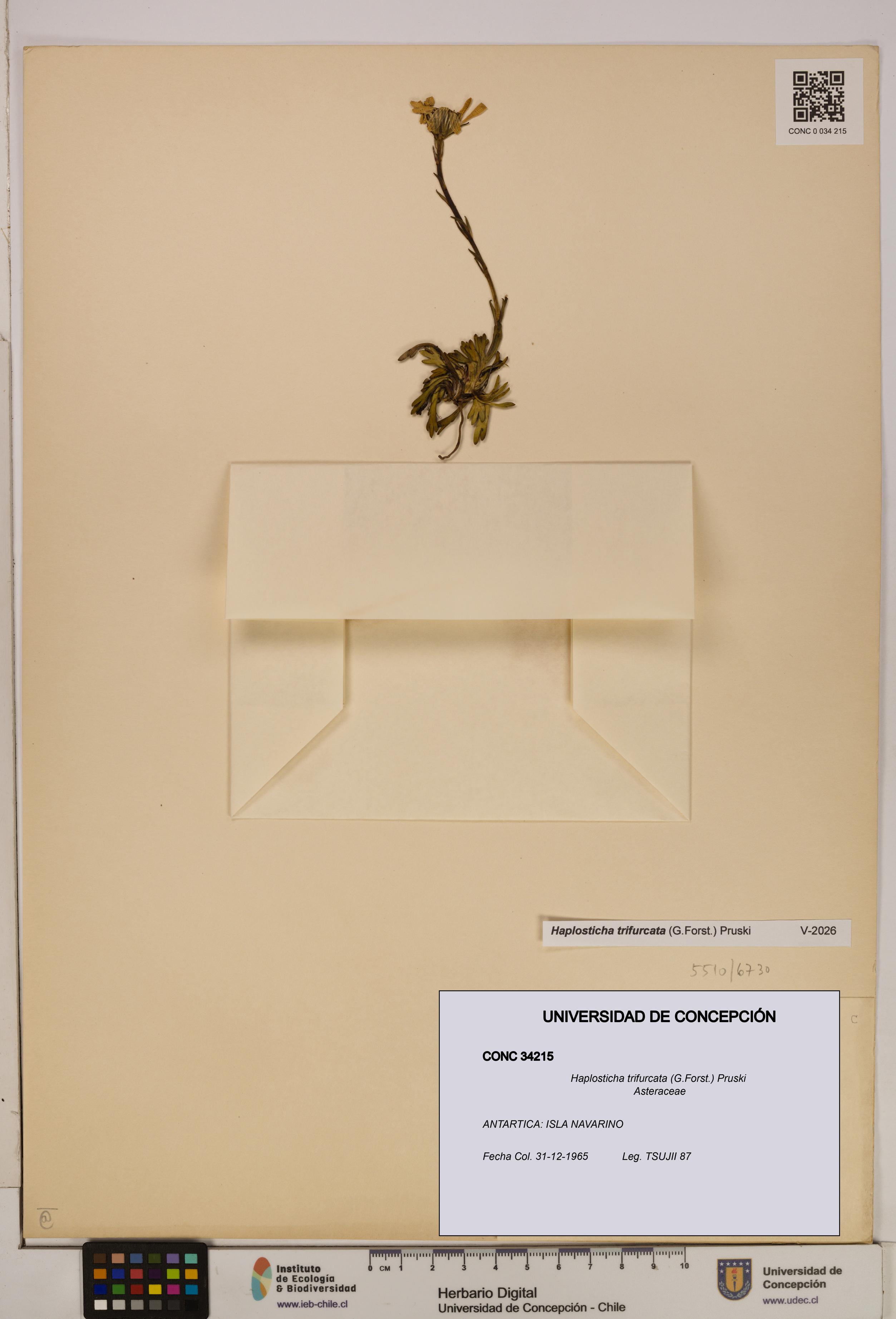 Haplosticha trifurcata [Espécimen: UDEC:CONC:0034215]