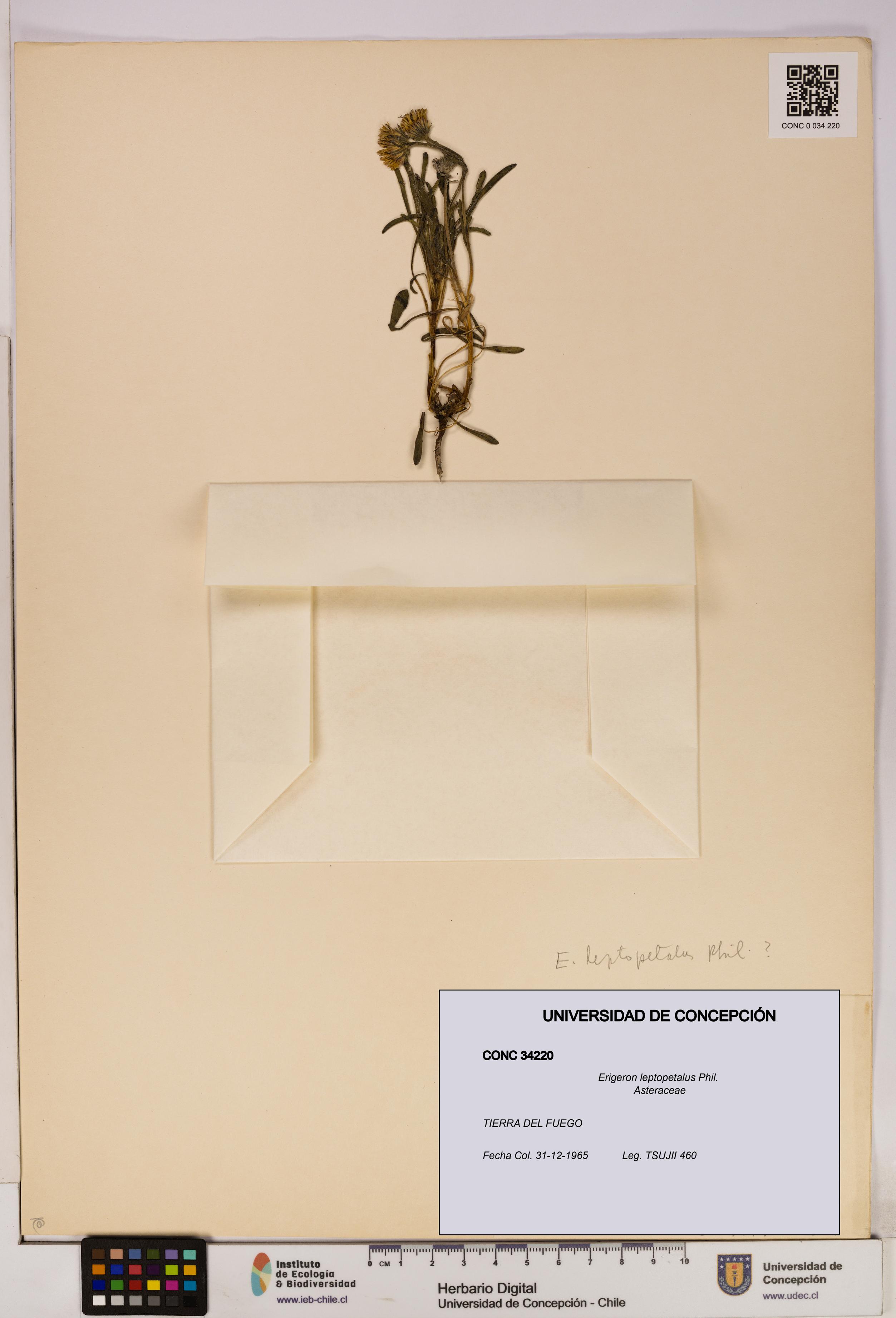 Erigeron leptopetalus [Espécimen: UDEC:CONC:0034220]