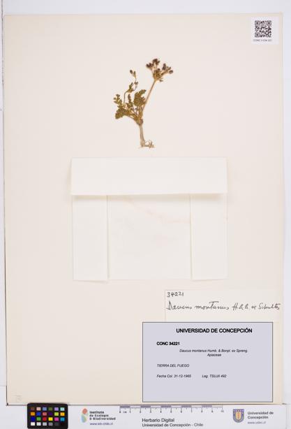 Daucus montanus [Espécimen: ]