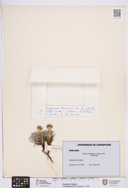 Senecio magellanicus [Espécimen: ]