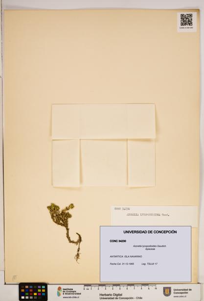 Azorella lycopodioides [Espécimen: ]