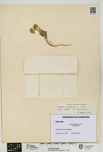 Draba magellanica [Espécimen: UDEC:CONC:0034237]
