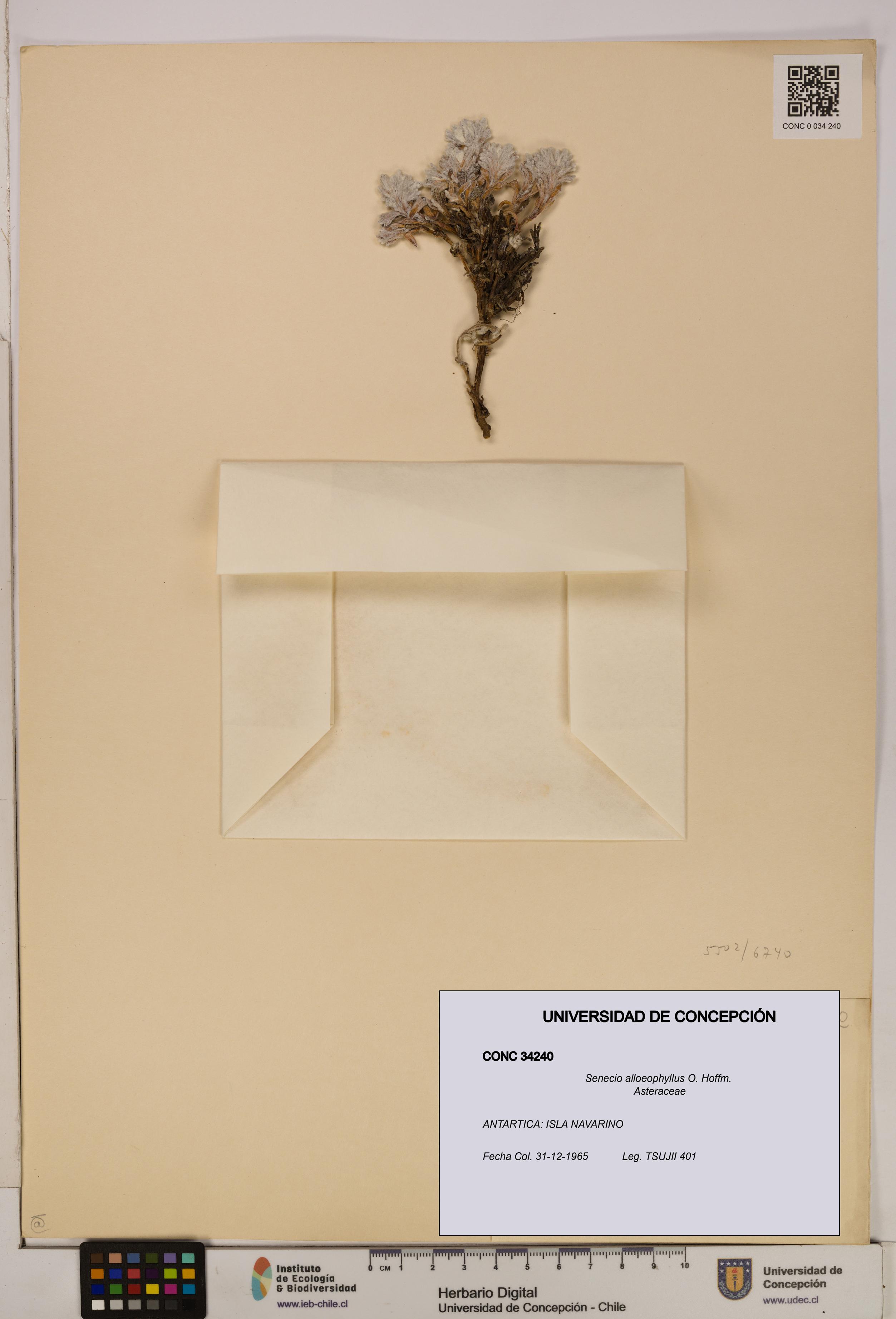 Senecio alloeophyllus [Espécimen: UDEC:CONC:0034240]