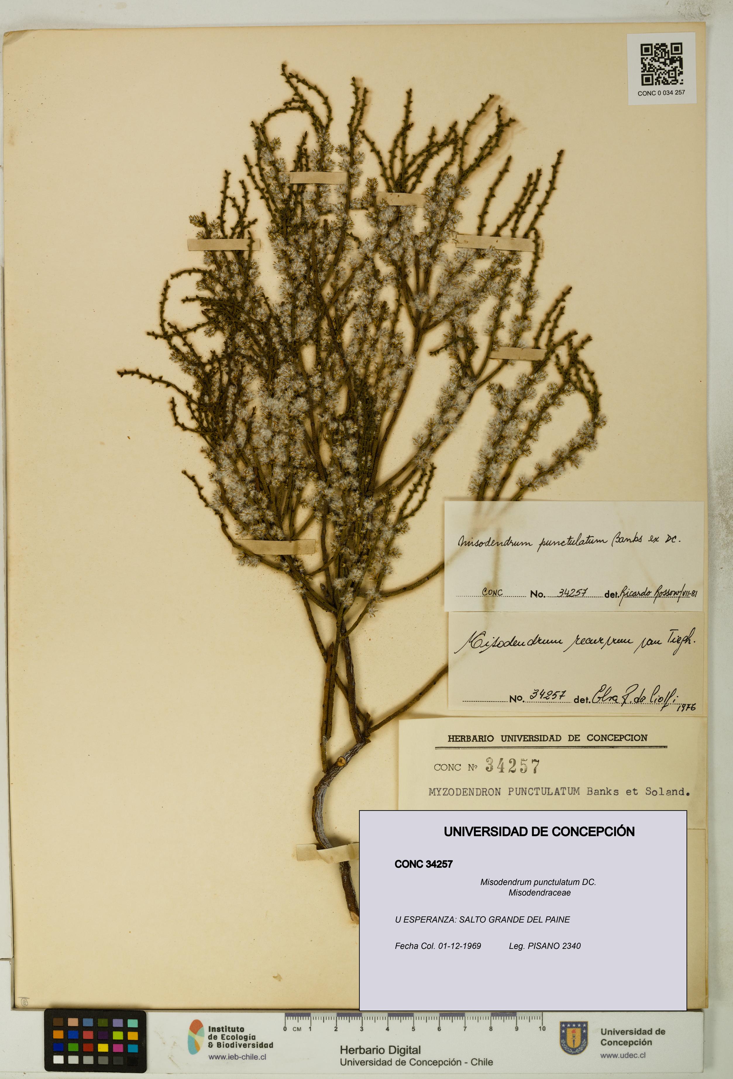 Misodendrum punctulatum [Espécimen: UDEC:CONC:0034257]