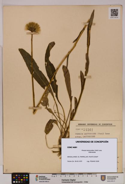 Perezia lactucoides [Espécimen: UDEC:CONC:0034261]