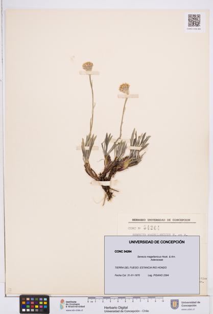 Senecio magellanicus [Espécimen: ]