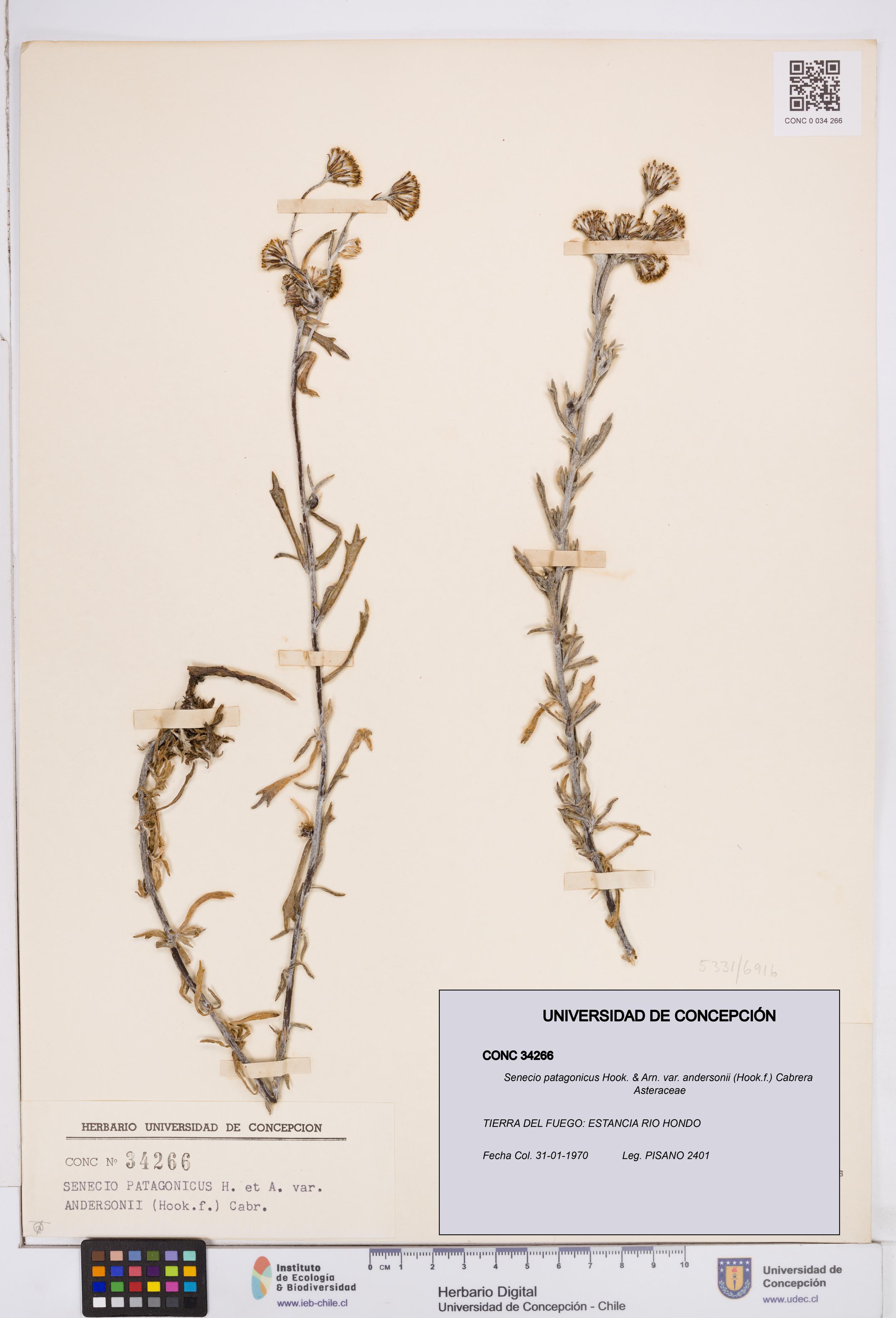 Senecio patagonicus var. andersonii [Espécimen: ]