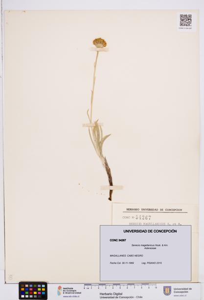 Senecio magellanicus [Espécimen: ]