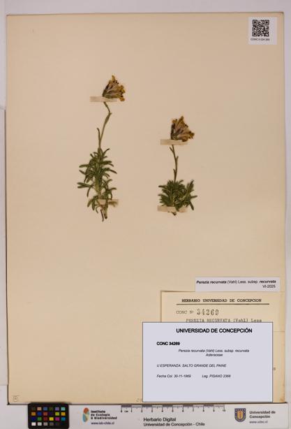 Perezia recurvata subsp. recurvata [Espécimen: UDEC:CONC:0034269]