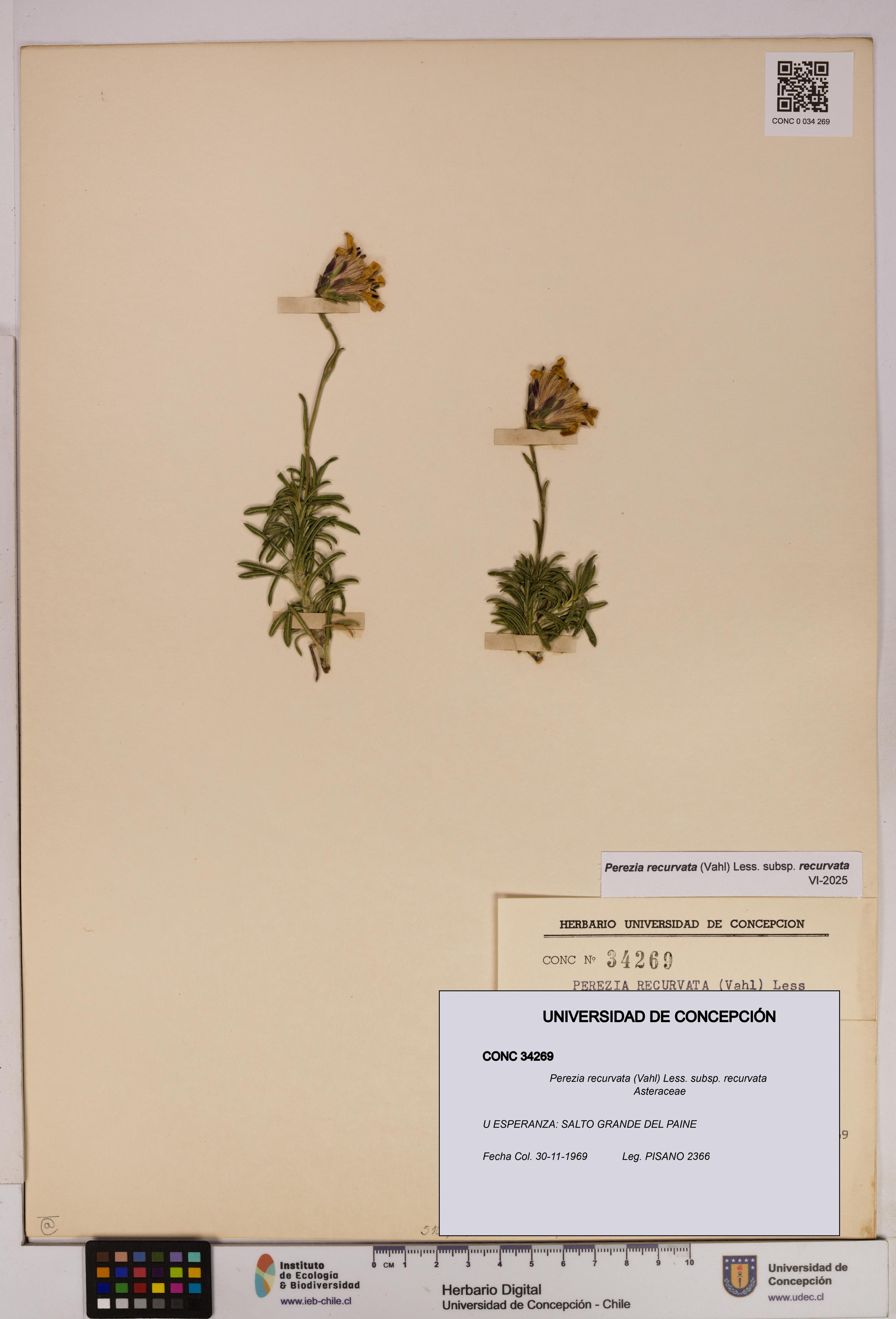 Perezia recurvata subsp. recurvata [Espécimen: UDEC:CONC:0034269]