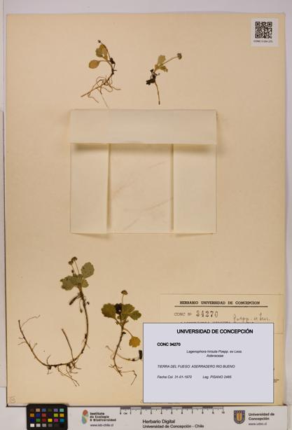 Lagenophora hirsuta [Espécimen: ]