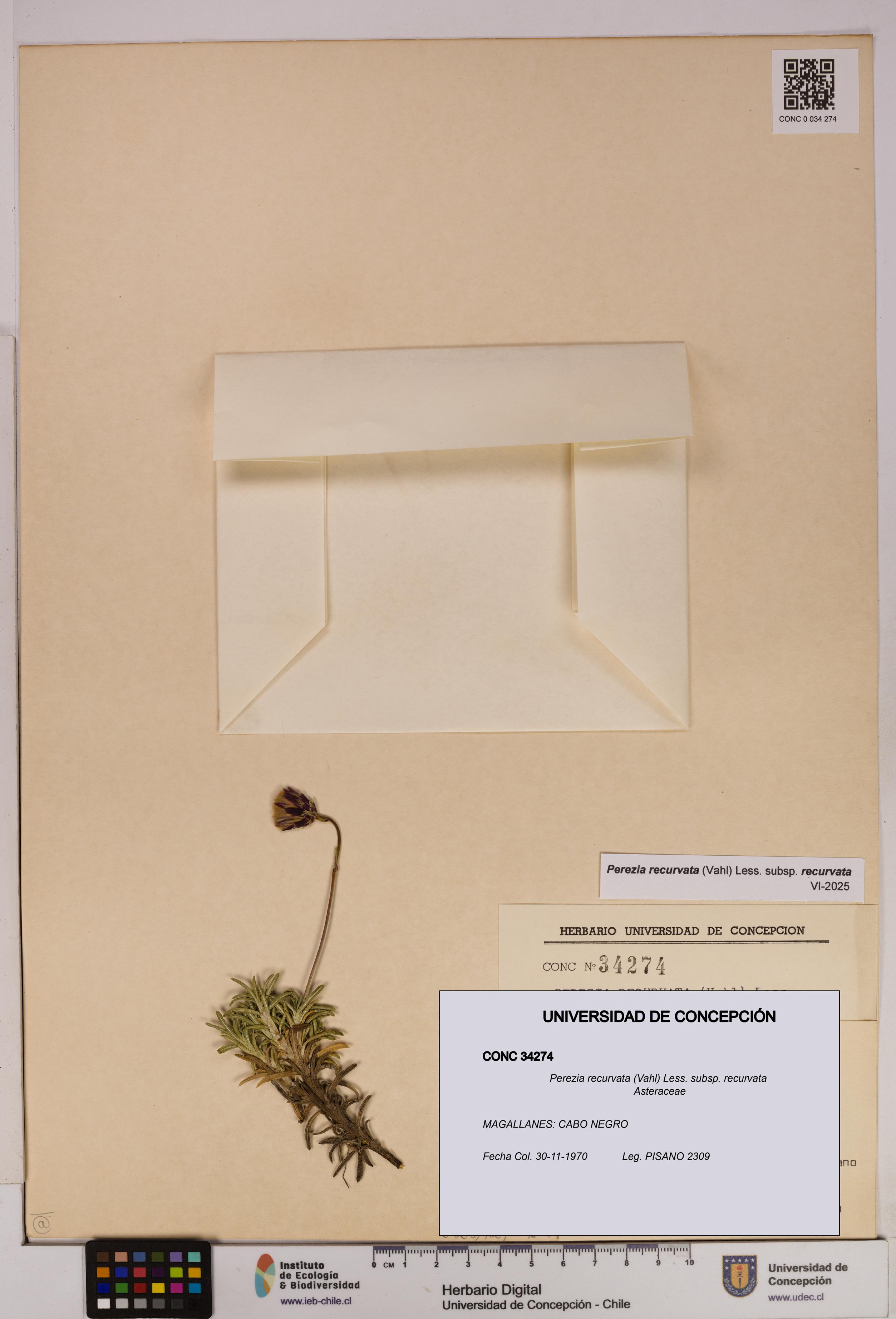 Perezia recurvata subsp. recurvata [Espécimen: UDEC:CONC:0034274]