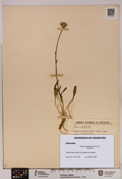 Perezia lactucoides [Espécimen: UDEC:CONC:0034275]