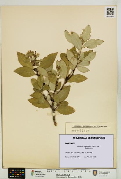 Maytenus magellanica [Espécimen: UDEC:CONC:0034277]
