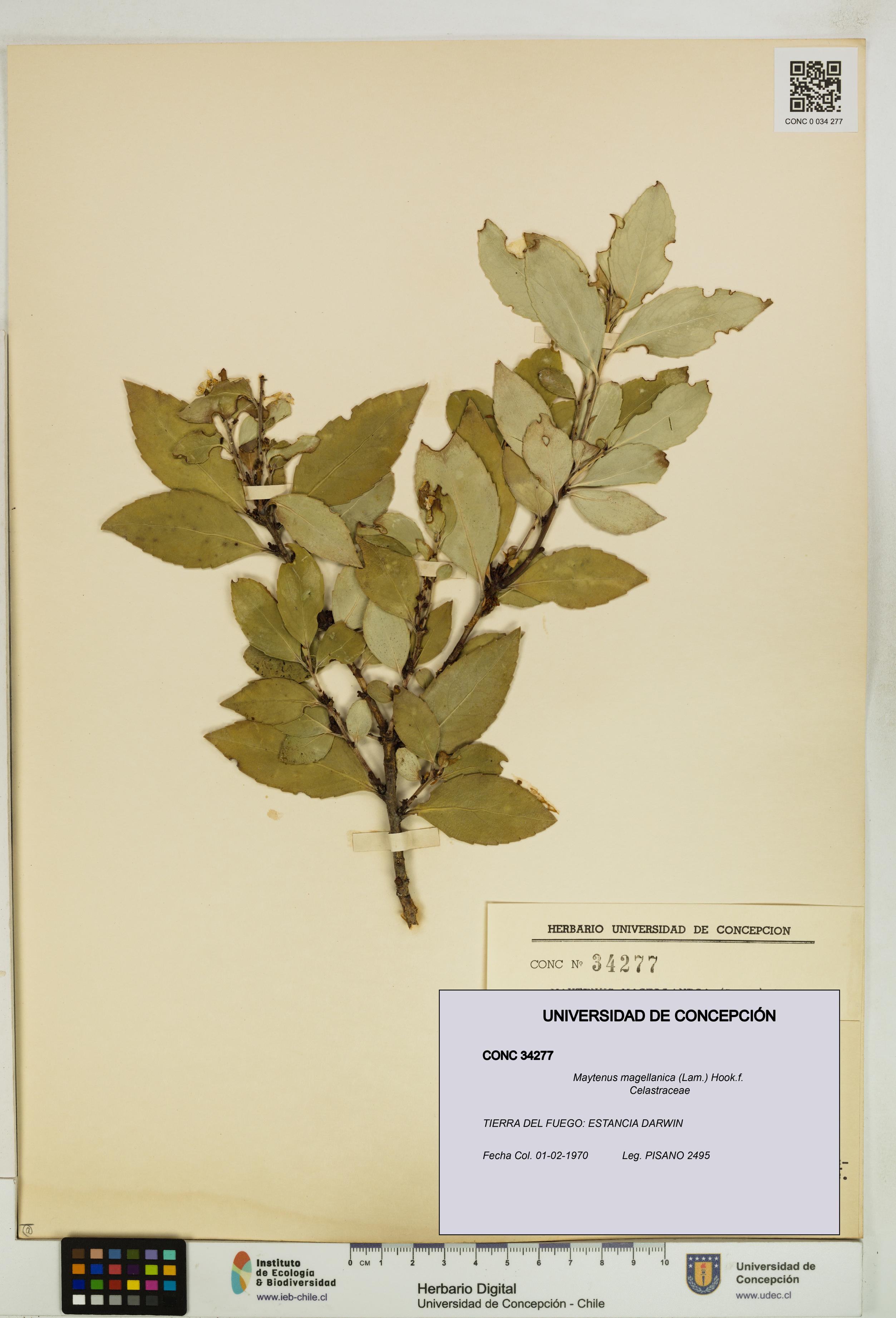 Maytenus magellanica [Espécimen: UDEC:CONC:0034277]