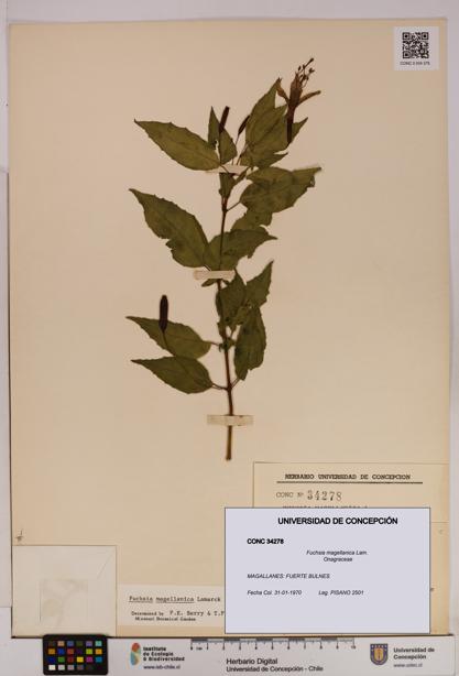 Fuchsia magellanica [Espécimen: UDEC:CONC:0034278]
