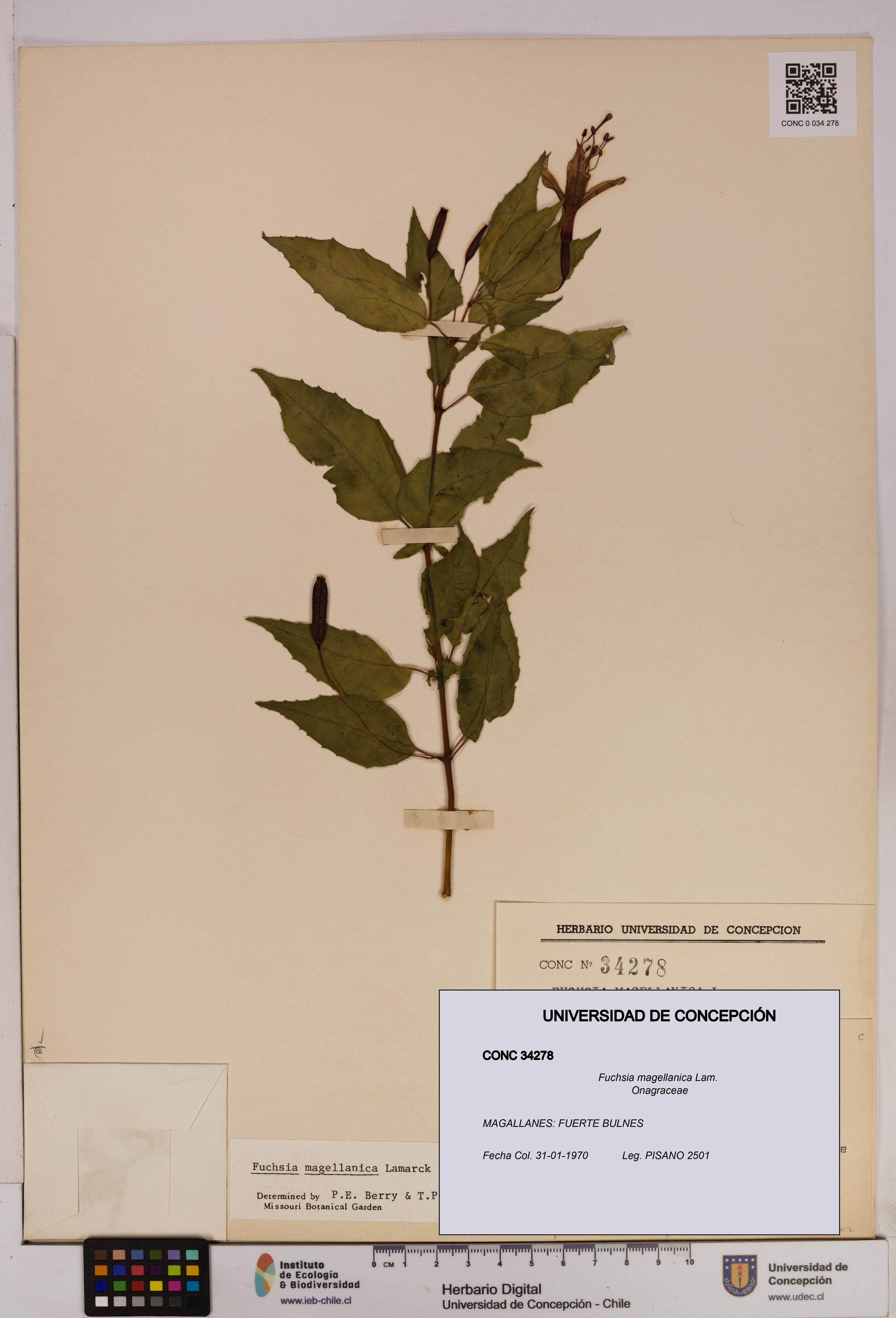 Fuchsia magellanica [Espécimen: UDEC:CONC:0034278]