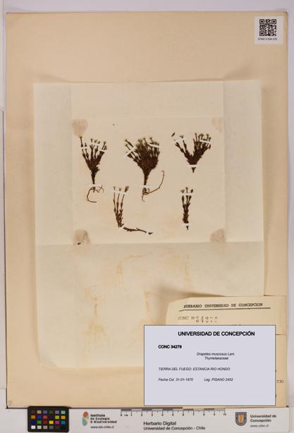 Drapetes muscosus [Espécimen: UDEC:CONC:0034279]