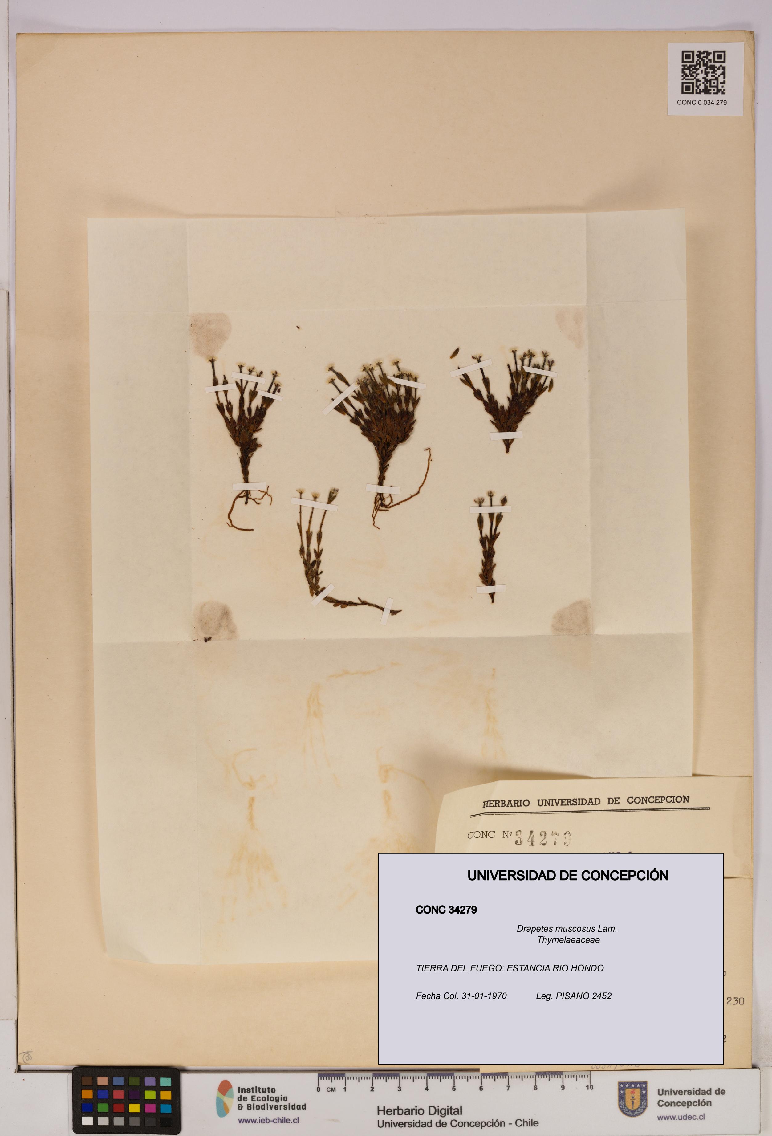 Drapetes muscosus [Espécimen: UDEC:CONC:0034279]