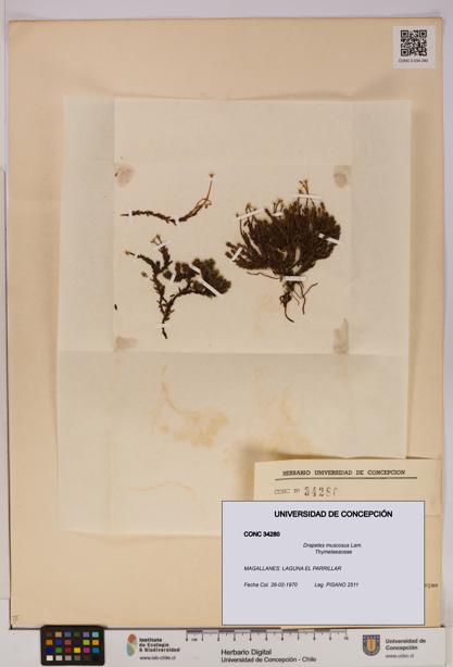 Drapetes muscosus [Espécimen: UDEC:CONC:0034280]