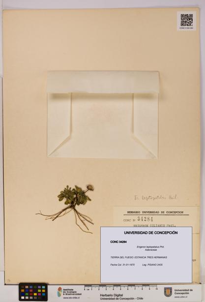 Erigeron leptopetalus [Espécimen: UDEC:CONC:0034284]