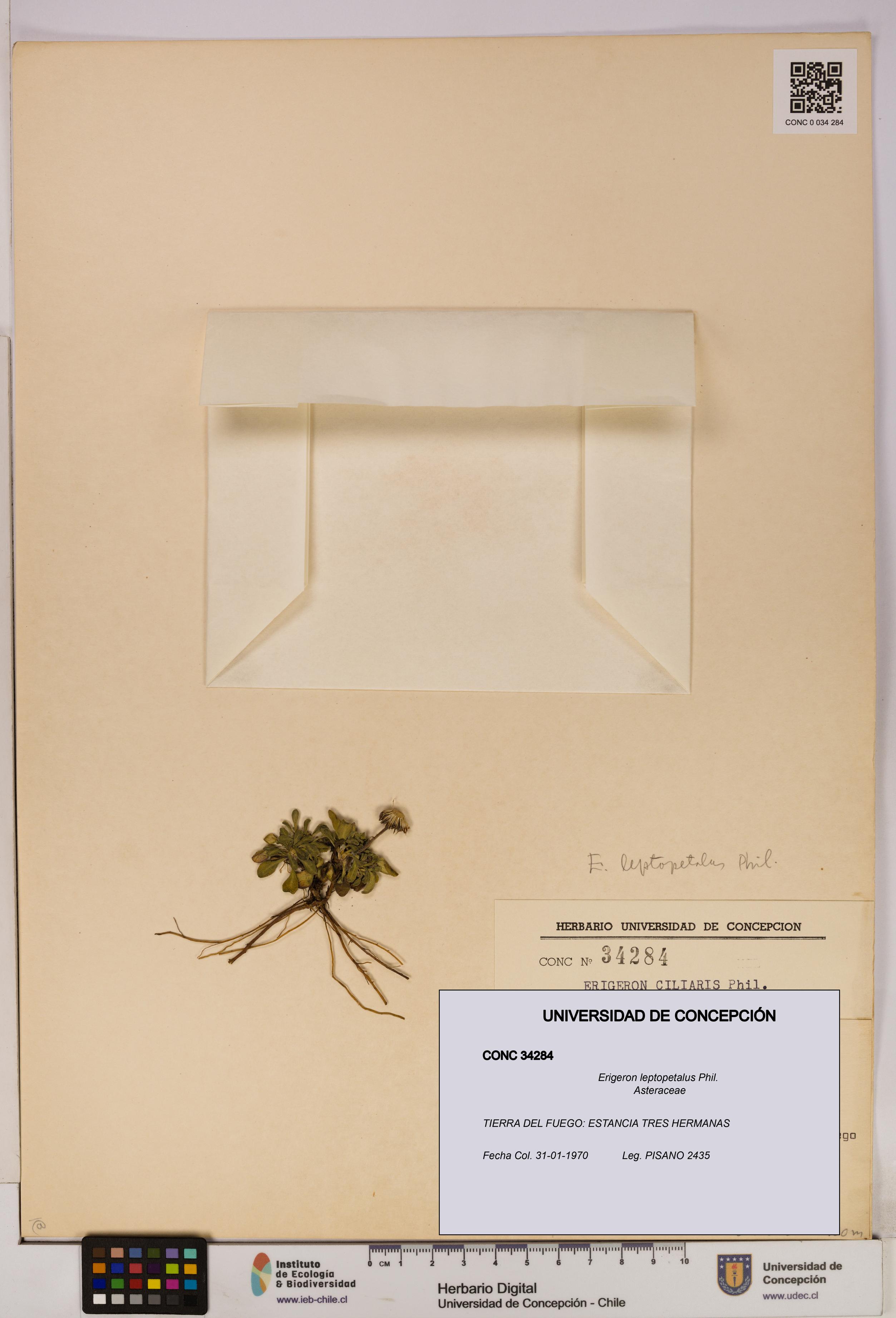 Erigeron leptopetalus [Espécimen: UDEC:CONC:0034284]