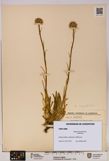 Erigeron myosotis [Espécimen: UDEC:CONC:0034285]