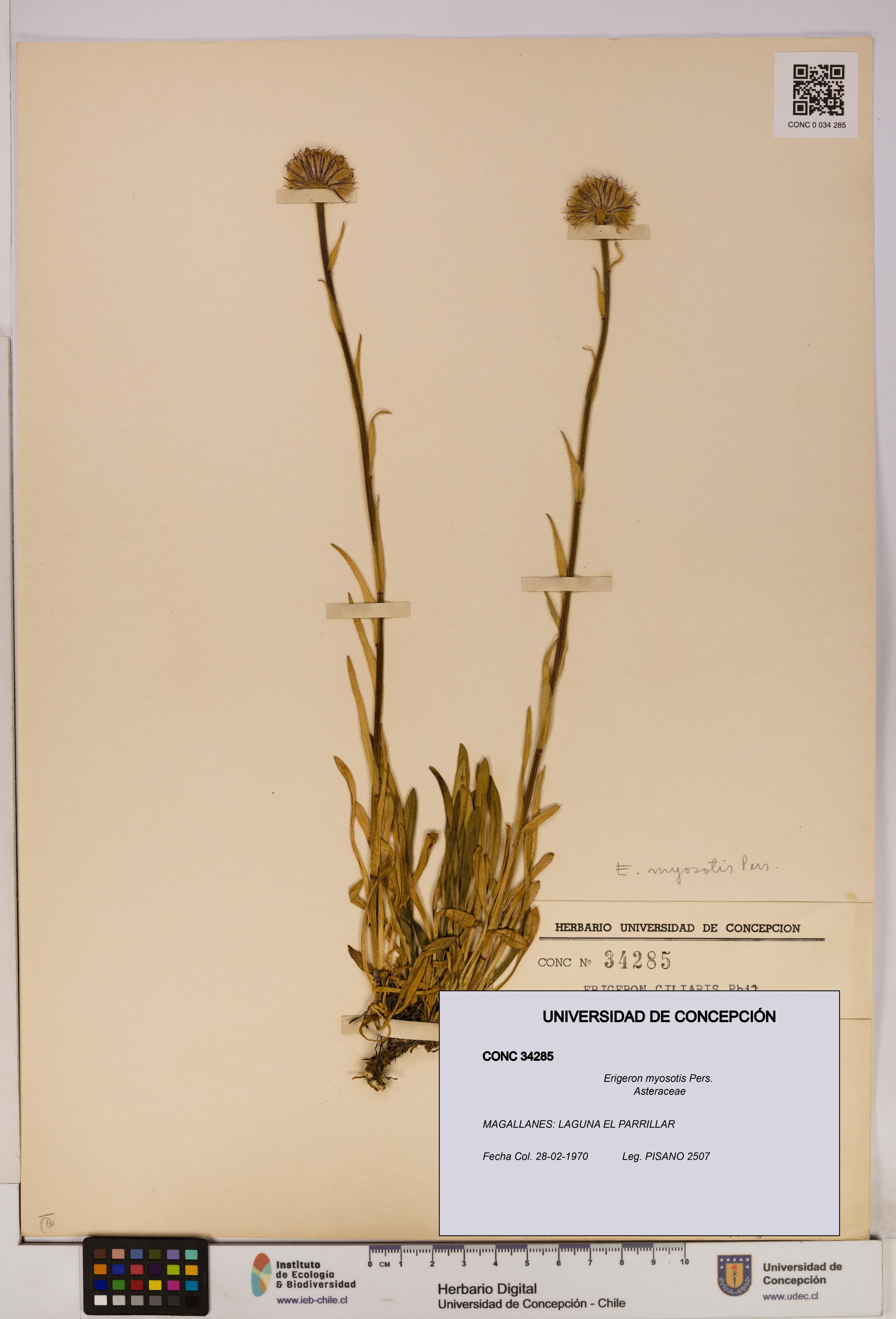 Erigeron myosotis [Espécimen: UDEC:CONC:0034285]