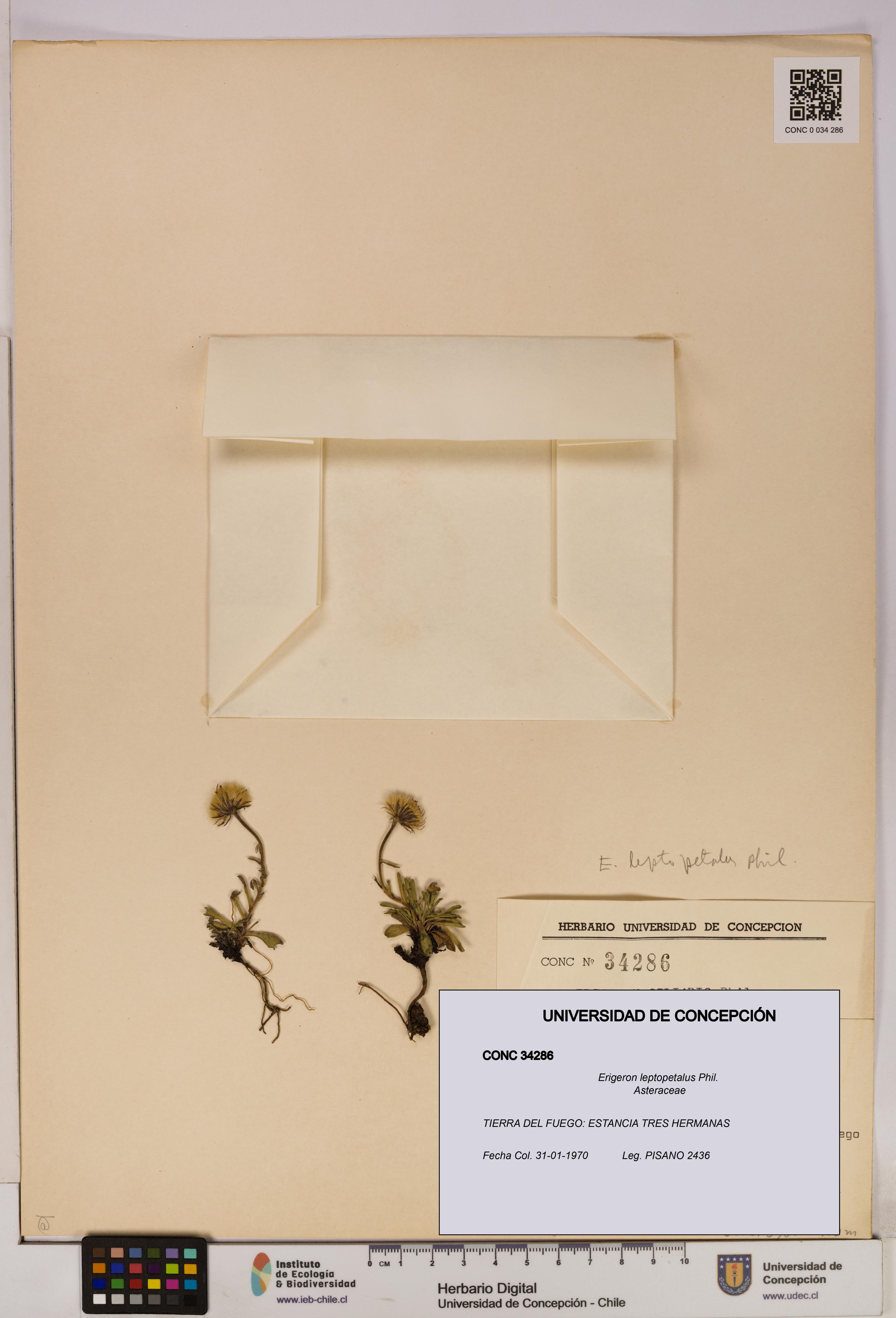 Erigeron leptopetalus [Espécimen: UDEC:CONC:0034286]