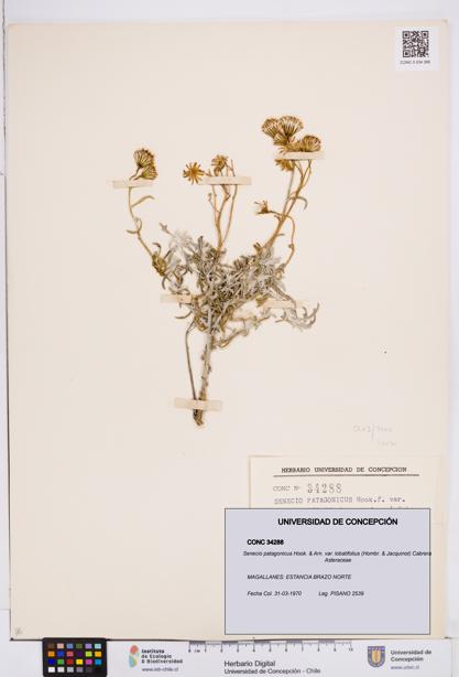 Senecio patagonicus var. lobatifolius [Espécimen: ]