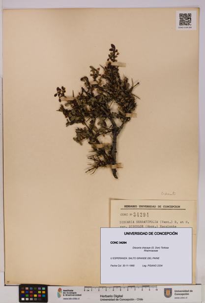 Discaria chacaye [Espécimen: UDEC:CONC:0034294]