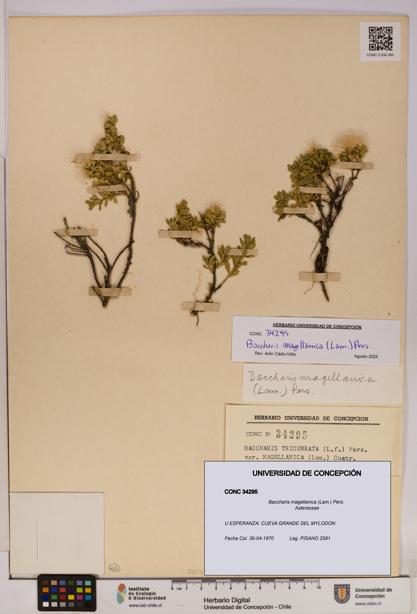 Baccharis magellanica [Espécimen: UDEC:CONC:0034295]