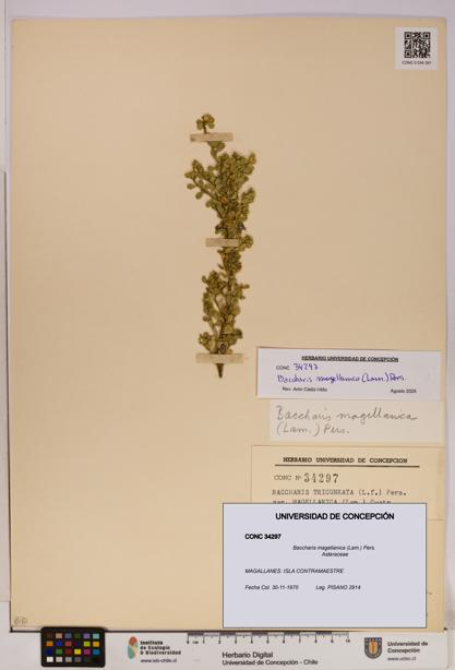 Baccharis magellanica [Espécimen: UDEC:CONC:0034297]