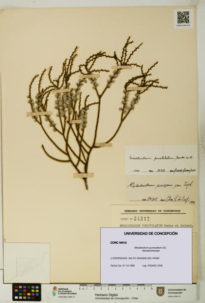 Misodendrum punctulatum [Espécimen: UDEC:CONC:0034312]