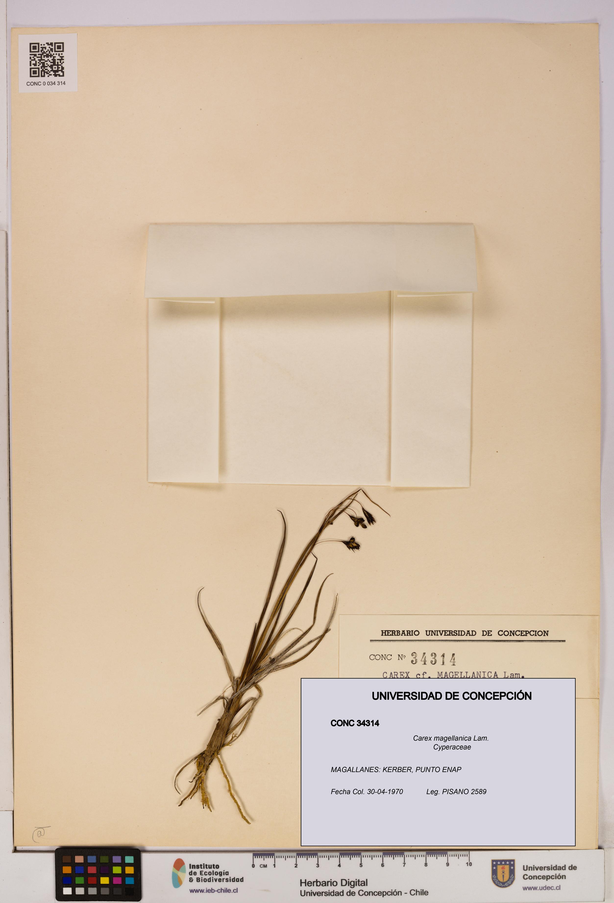 Carex magellanica [Espécimen: UDEC:CONC:0034314]