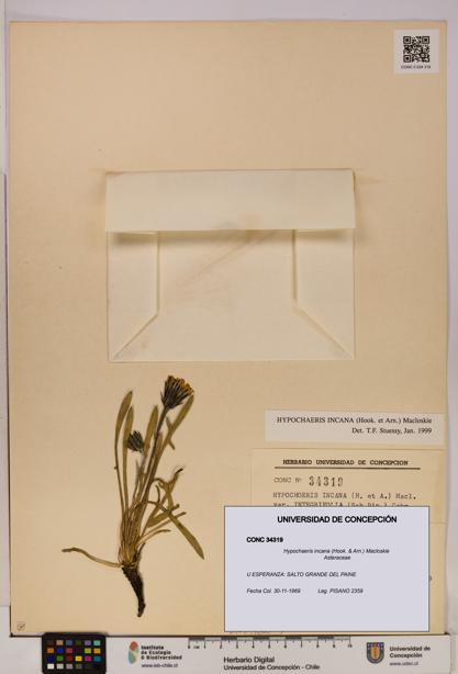 Hypochaeris incana [Espécimen: UDEC:CONC:0034319]