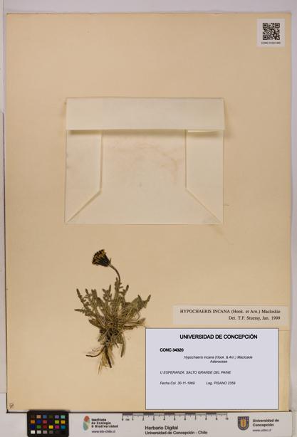 Hypochaeris incana [Espécimen: UDEC:CONC:0034320]