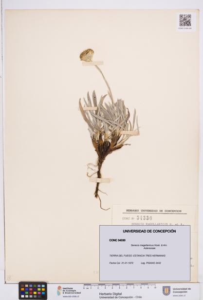 Senecio magellanicus [Espécimen: ]