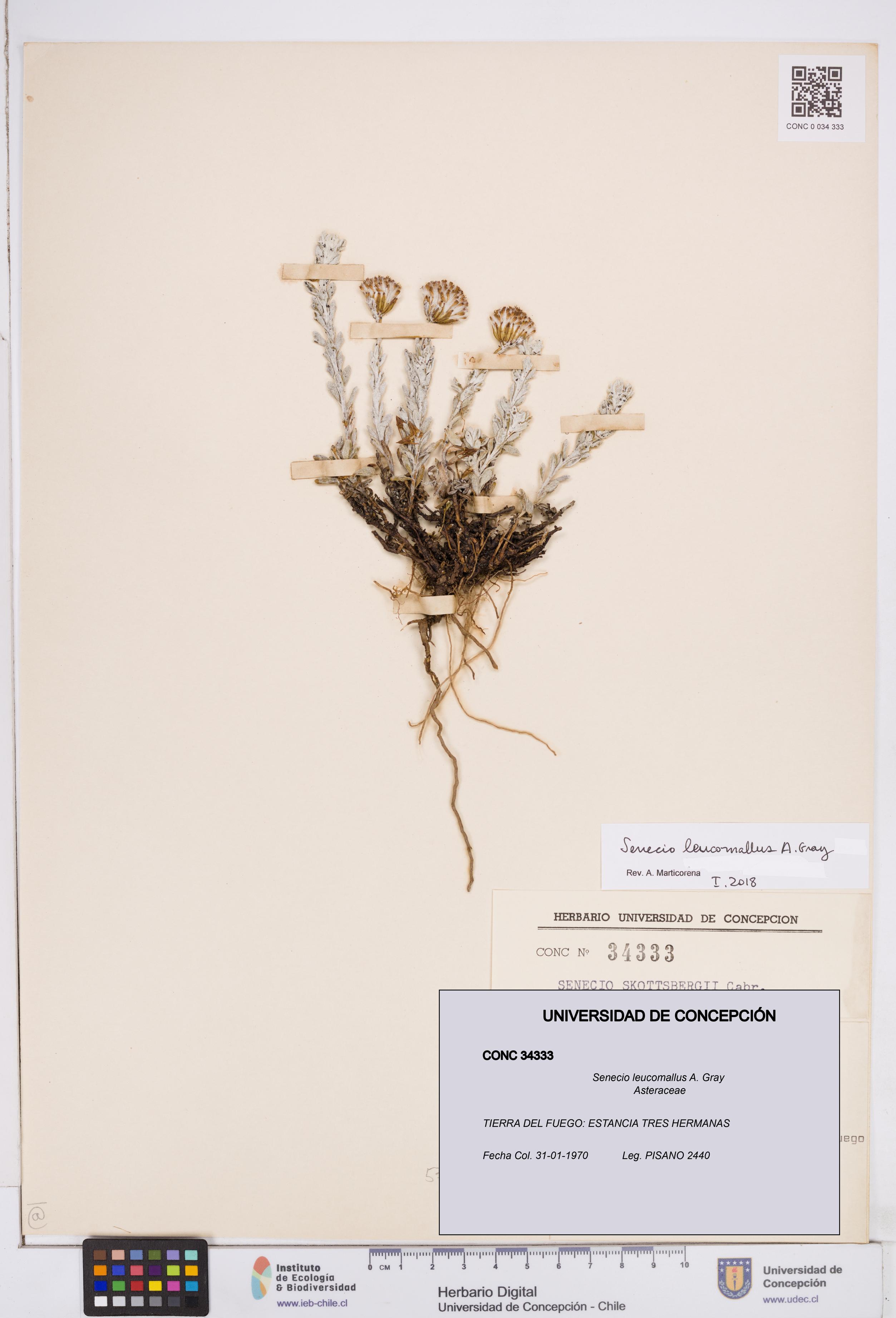 Senecio leucomallus [Espécimen: ]