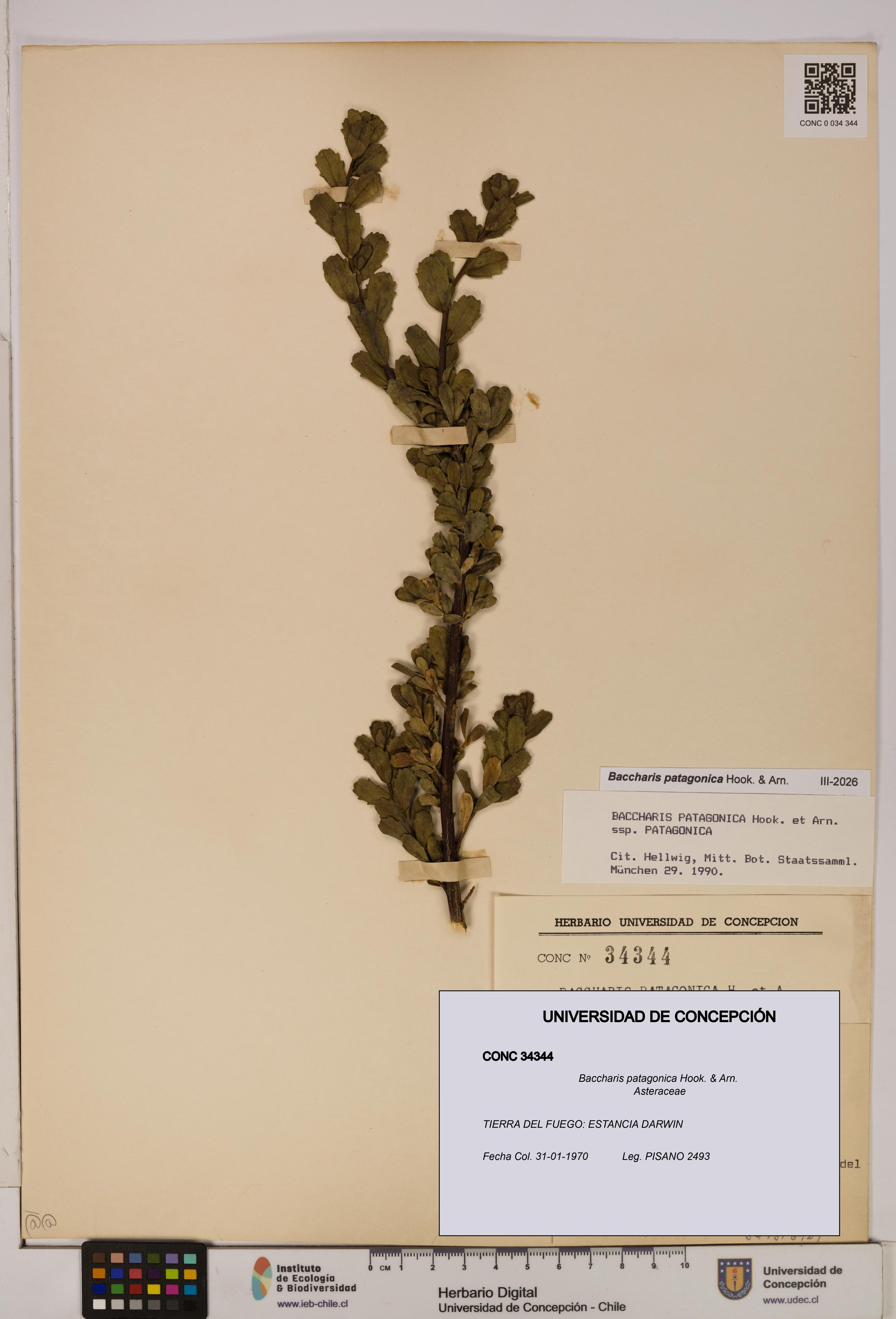 Baccharis patagonica [Espécimen: UDEC:CONC:0034344]