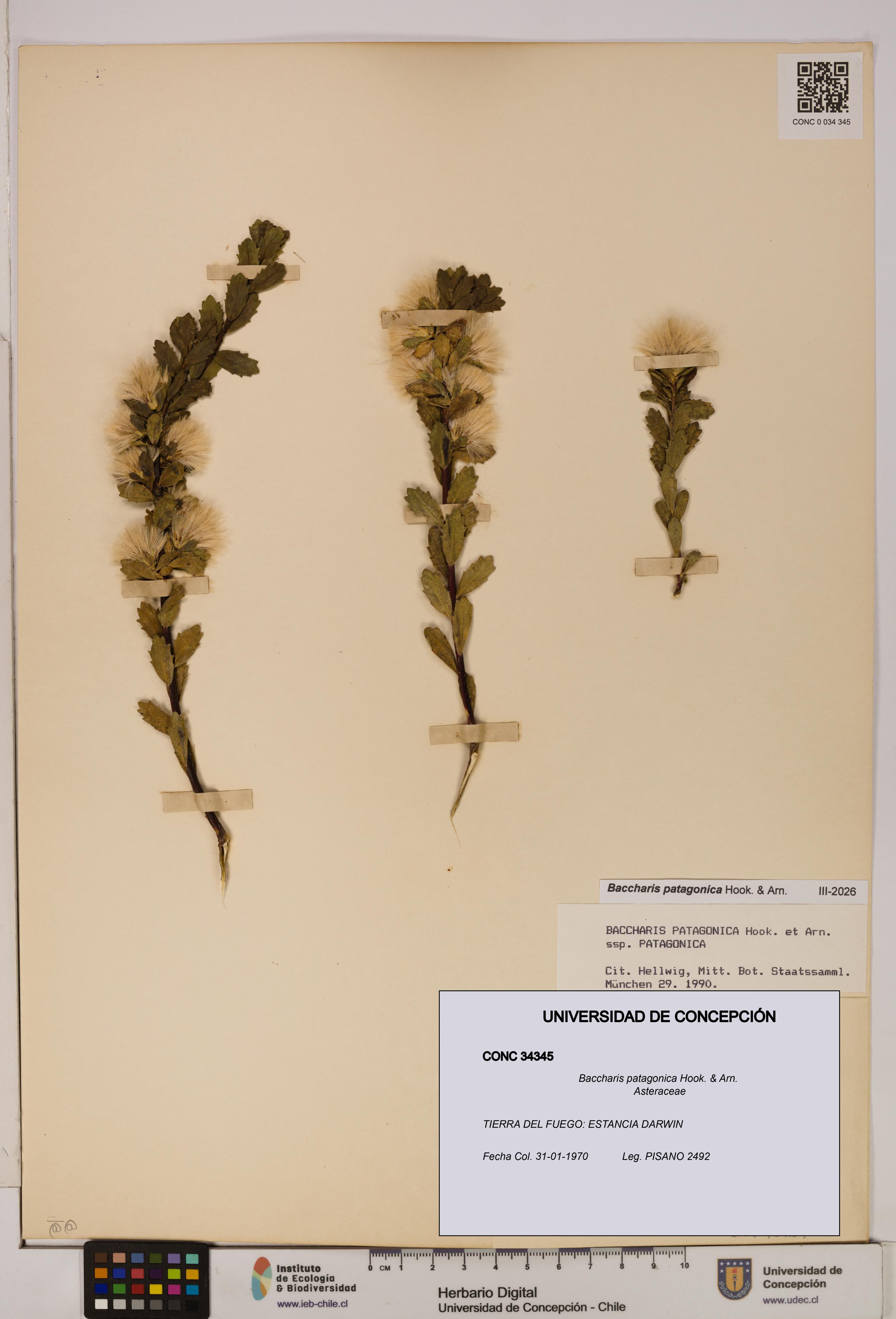 Baccharis patagonica [Espécimen: UDEC:CONC:0034345]