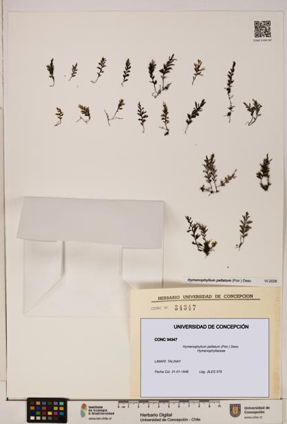 Hymenophyllum peltatum [Espécimen: ]