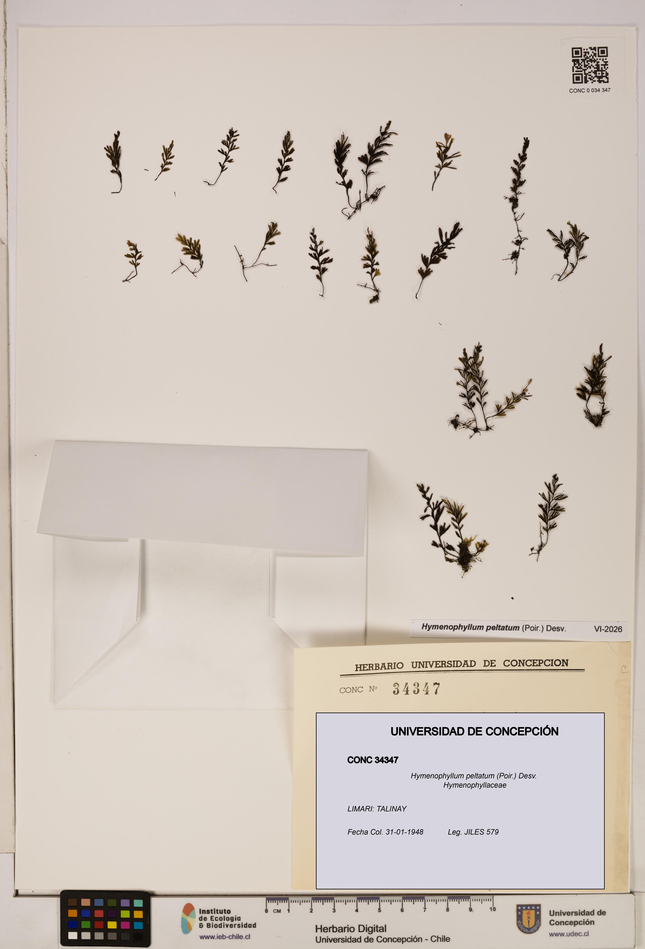 Hymenophyllum peltatum [Espécimen: ]