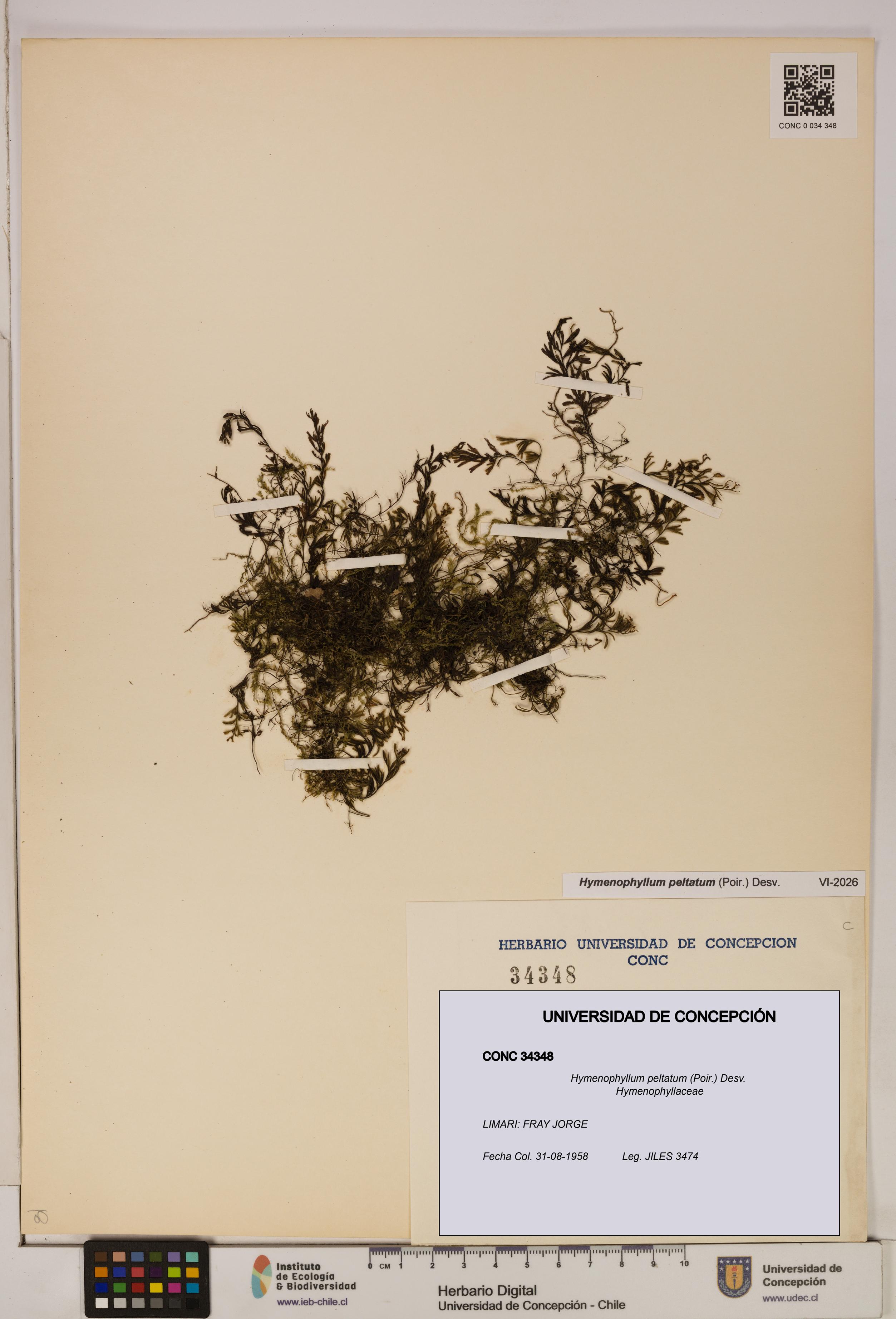 Hymenophyllum peltatum [Espécimen: ]