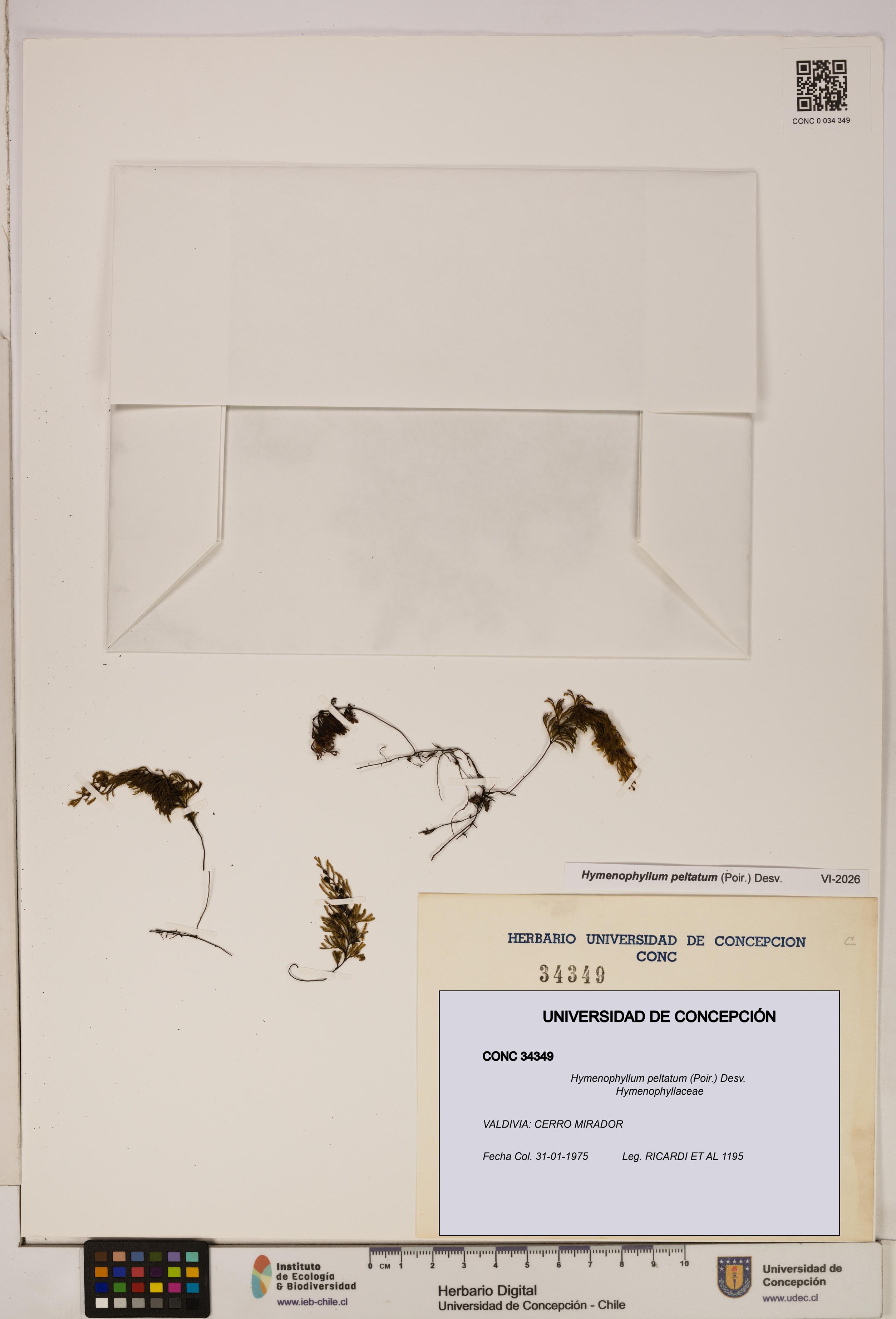 Hymenophyllum peltatum [Espécimen: ]