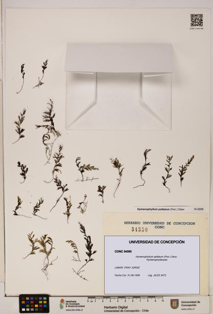 Hymenophyllum peltatum [Espécimen: ]