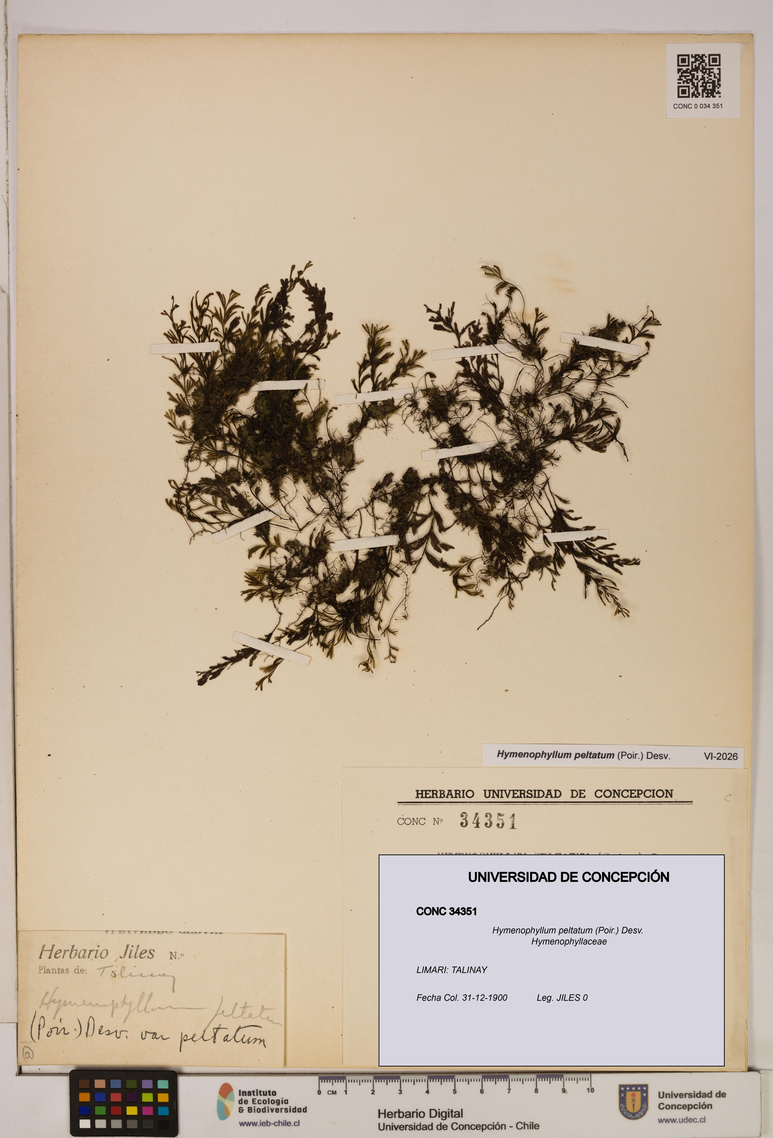 Hymenophyllum peltatum [Espécimen: ]