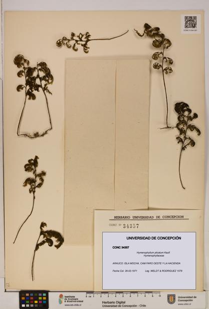 Hymenophyllum plicatum [Espécimen: ]