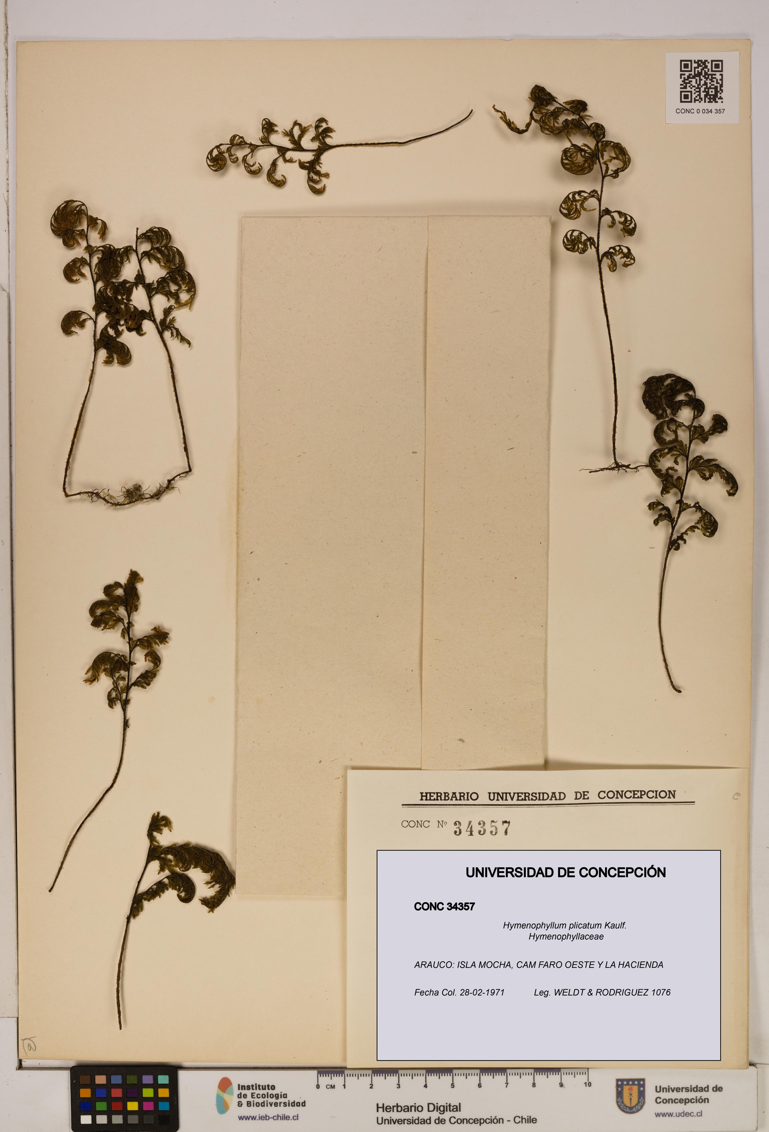 Hymenophyllum plicatum [Espécimen: ]