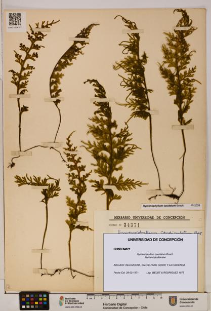Hymenophyllum caudatum [Espécimen: UDEC:CONC:0034371]